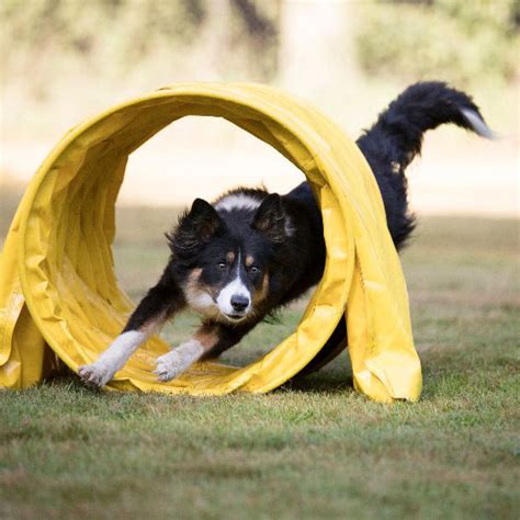 Agility Hundeschule Bei Steyr