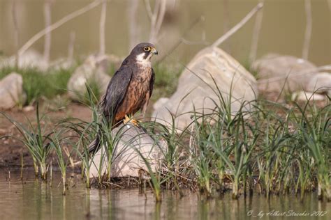 Eleonora's Falcon - BirdLife Cyprus