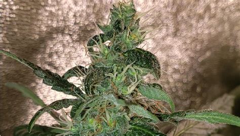 Mastering The Art Of Cannabis Breeding A Beginners Guide