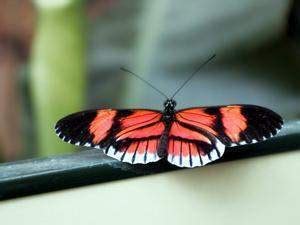 Mariposa Del Cartero Ecured