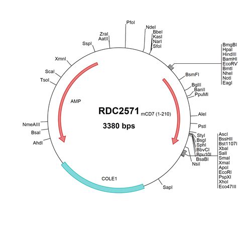 Human Rubicon Np Versaclone Cdna Rdc R D Systems