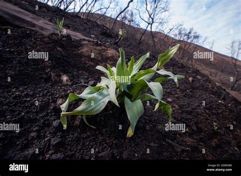 Una Planta De Jab N De Hojas Onduladas Crece Desde Una Ladera De