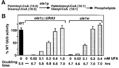 (A) Pathway of unsaturated fatty acid synthesis and incorporation into ...