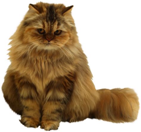 Download Fluffy Orange Cat Sitting