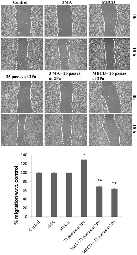 In Vitro Scratch Assay To Assess The Dependence Of Hela Cell Download Scientific Diagram