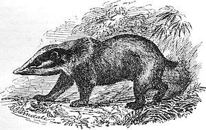 Hog badger Facts for Kids