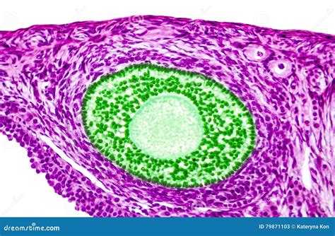 Light Micrograph Of Ovary Stock Image Image Of Ovogenesis