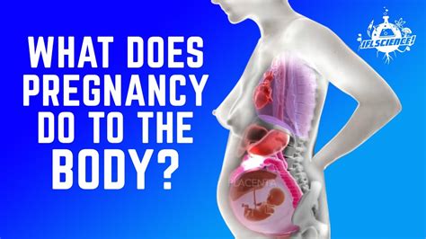 Pregnant Diagram Of Organs