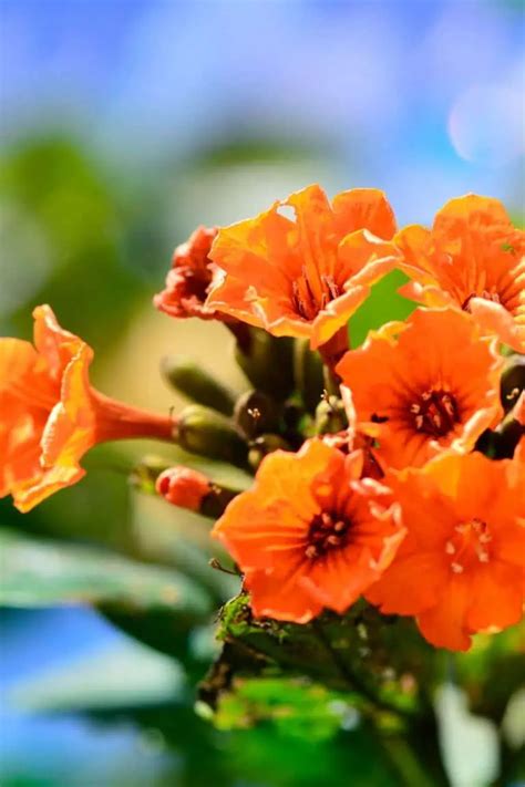 21 Must-Have Spectacular Orange Flowering Trees That Impress