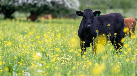 Cash crop - Outback Magazine : R.M. Williams