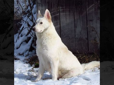 Caine Lup Alb Elvetian De Vanzare Caini Romania