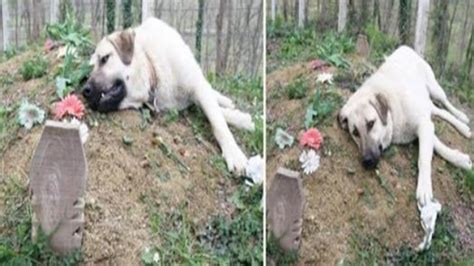 Ce Chien Senfuit Tous Les Jours De Chez Lui Pour Aller Sur La Tombe De