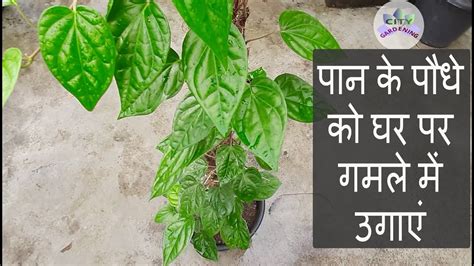 Grow Betel Leaf Plant In A Pot At Home