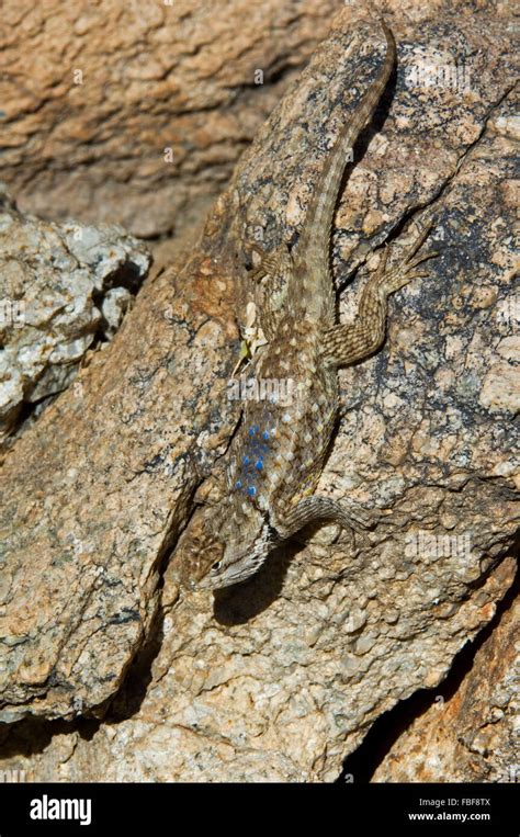 Desert spiny lizard (Sceloporus magister) on rock showing camouflage ...