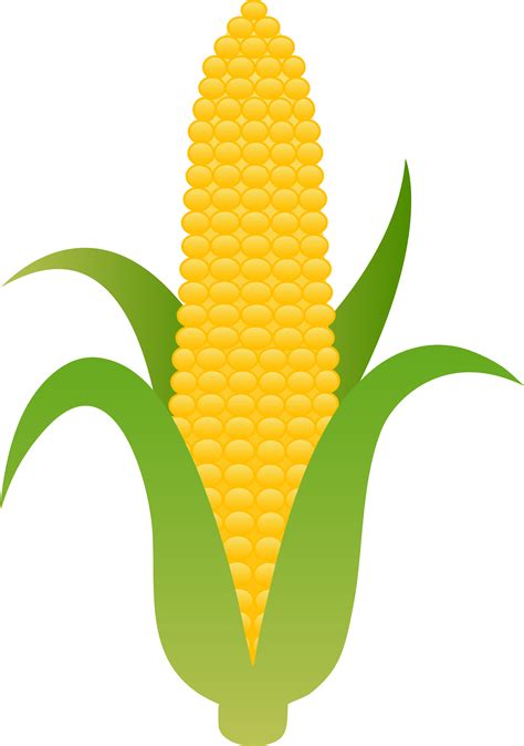 Ear Of Yellow Corn Free Clip Art