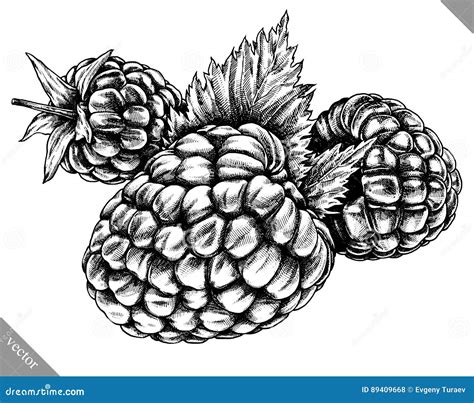 Engrave Isolated Raspberry Hand Drawn Graphic Vector Illustration Stock