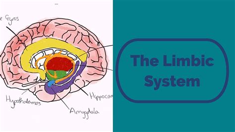 Limbic System Diagram Printable