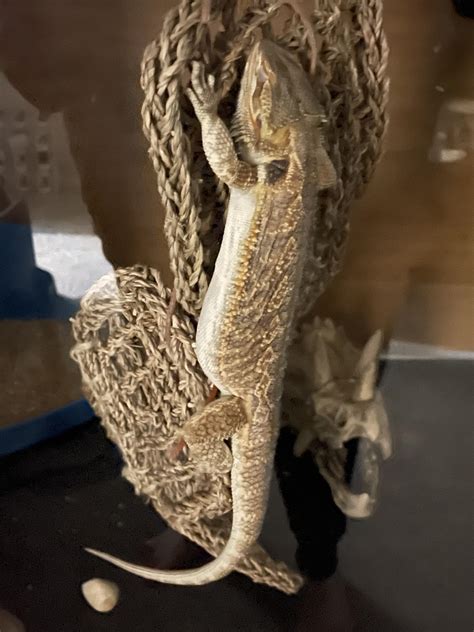 How Did She Manage To Sleep Like This 🤦🏻‍♂️😂 R Beardeddragons