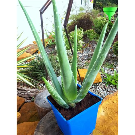 Aloe Vera Aloes Leczniczy Ro Liny Od Ogrodnika