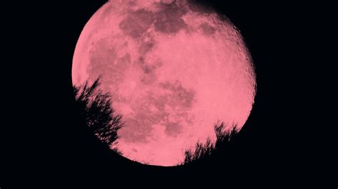 Luna Rosa hoy se verá un fenómeno astronómico que no se da desde hace