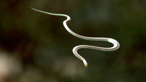 Chrysopelea - The Flying Snake