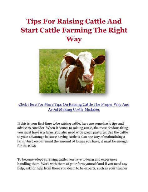 Tips For Raising Cattle And Start Cattle Farming The Right Way