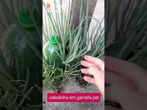 Cebolinha Em Garrafa Pet Passo A Passo Como Plantar Artofit