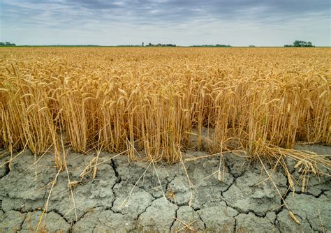 5 Ways Gene Editing Is Making Crops Climate Resilient Alliance For