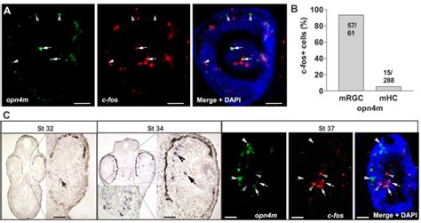 Light Induces C Fos Expression In Melanopsin Expressing Retinal