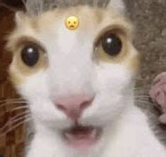 shocked cat in 2024 | Ugly cat, Funny cat faces, Shocked cat