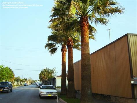 Plantfiles Pictures Sabal Species Mexican Palm Rio Grande Palmetto