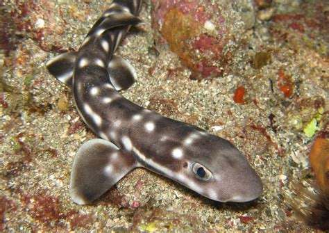 Baby Coral Catshark