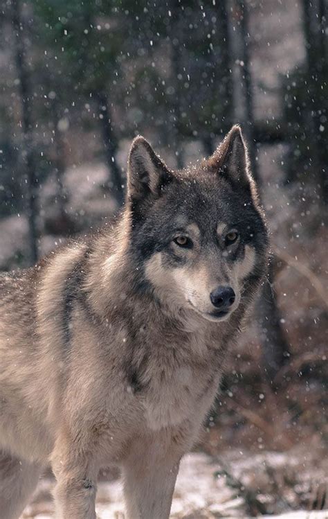 Majestic Black Wolf in the Snow