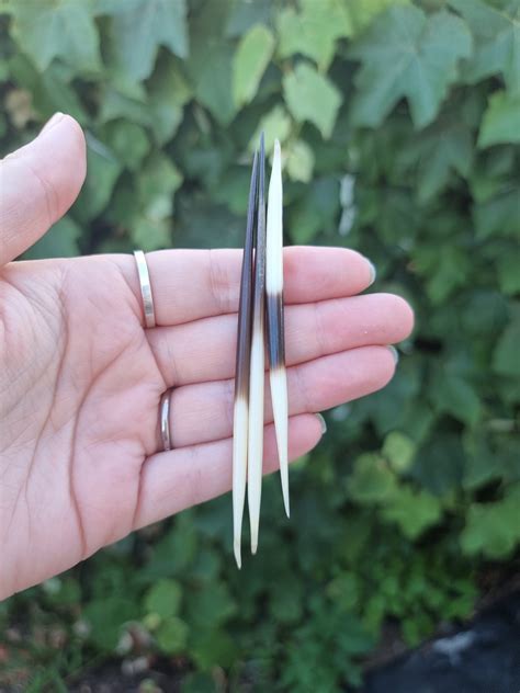 porcupine quills in human leg 2