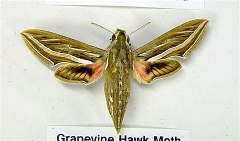 Hawk Moths - The Australian Museum