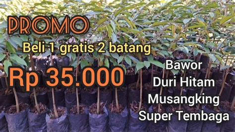 Harga Bibit Durian Musangking Ochee Bawor Super Tembaga Youtube