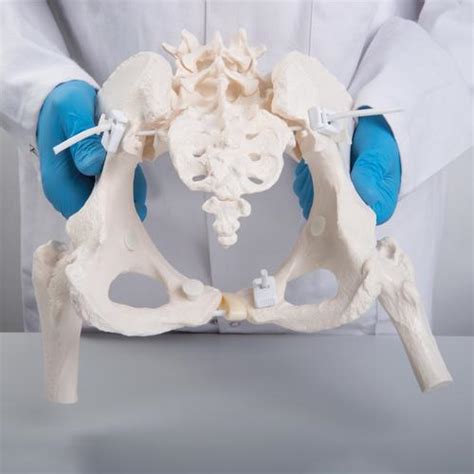 Pelvis Femenina Flexible Con Cabezas De F Mur B Smart Anatomy