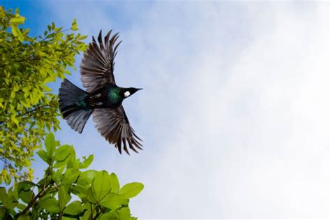 Tui | New Zealand Geographic