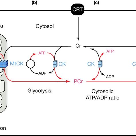 The creatine kinase (CK)/phosphocreatine (PCr) system. Isoenzymes of CK ...