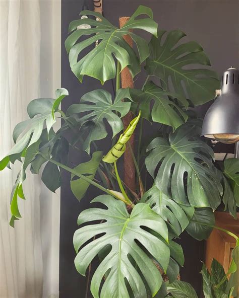 Monstera Deliciosa: Care and Growing Guide | Plantcarefully