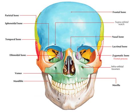 Frontal Process of Zygomatic bone – Earth's Lab