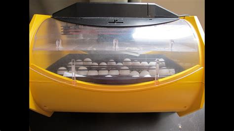 Incubating Bobwhite Quail Eggs Youtube