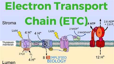 Simple Electron Transport Chain