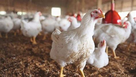 Chicken Prices Increase Massively In Lahore Punjab Check Latest Rates