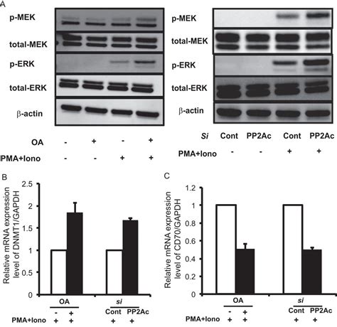 The Catalytic Subunit Of Protein Phosphatase 2a Pp2ac Promotes Dna