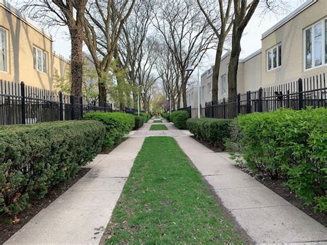 Sloopin A South Loop Blog Shotsaroundthesloop Tree Lined