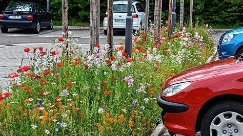 Blumenwiesen An Der Tuchbleiche