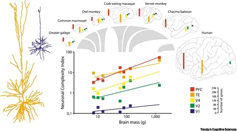 Evolution Of Cortical Neurons Supporting Human Cognition Trends In