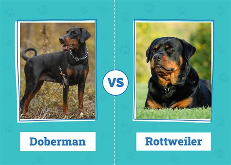 Son Rottweilers Bocazas