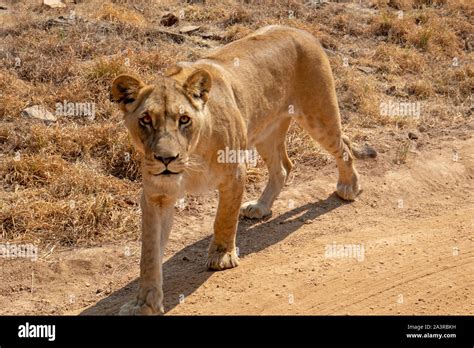 Female Lion Walking In South Africa Stock Photo Alamy